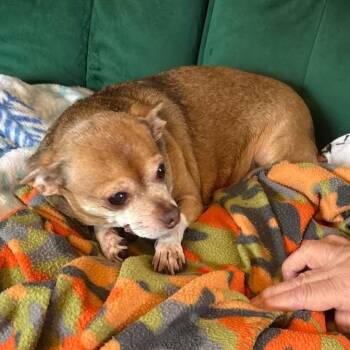 Chihuahua Dogs Available for Adoption - Pumpkin | PetCurious