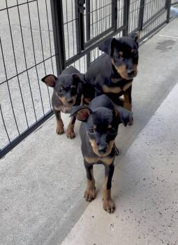 Tater , tot and Spuds -  Miniature Pinscher and Mixed Breed Dog for Adoption in Armada, Michigan - Tater , Tot And Spuds | PetCurious