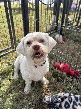 Rescue Shih Tzu and Lhasa Apso Dogs for Adoption in Southaven, Mississippi - FALKOR | PetCurious