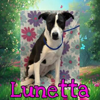 Border Collie and Mixed Breed Dogs Available for Adoption - Luneta | PetCurious