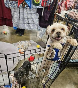 Maltese Dogs Available for Adoption in Manhattan Beach, California - Tiny Timmy!! | PetCurious