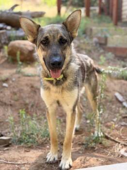 Mina -  German Shepherd Dog Dog for Adoption in Pleasant Hill, California - Mina | PetCurious