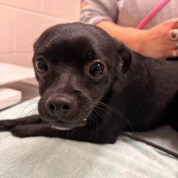 Melvin -  Chihuahua and Mixed Breed Dog for Adoption in Murray, Utah - Melvin | PetCurious