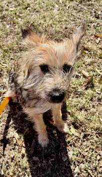 Terrier Dogs Available for Adoption - Stella | PetCurious
