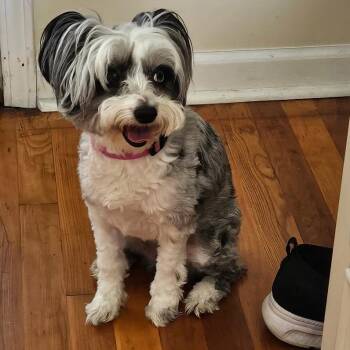 Orie -  Standard Schnauzer and Australian Cattle Dog Blue Heeler Dog for Adoption in Lancaster, Ohio - Orie | PetCurious