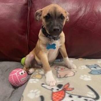 Chihuahua and Terrier Dogs Available for Adoption - Tino | PetCurious