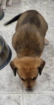 Rescue Mixed Breed Dogs for Adoption in Medford, Wisconsin - Buttercup | PetCurious