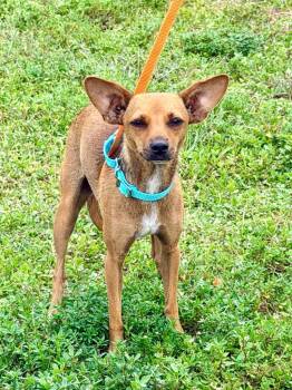 Martini -  Chihuahua and Mixed Breed Dog for Adoption in Cape Coral, Florida - Martini | PetCurious