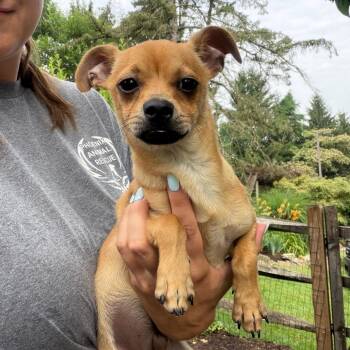 Mar -  Chihuahua Dog for Adoption in Chester Springs, Pennsylvania - Mar | PetCurious