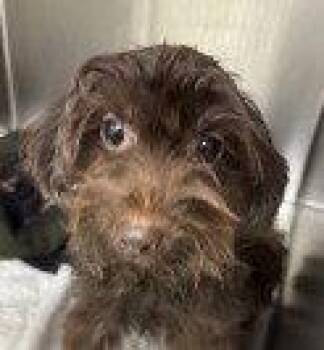Fifi -  Terrier Dog for Adoption in Bloomfield, Connecticut - Fifi | PetCurious