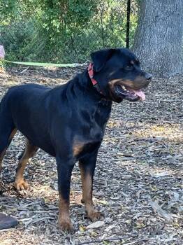 Apollo -  Rottweiler Dog for Adoption in Lindenhurst, New York - Apollo | PetCurious