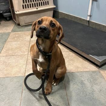 Mixed Breed Dogs Available for Adoption - Squirt | PetCurious