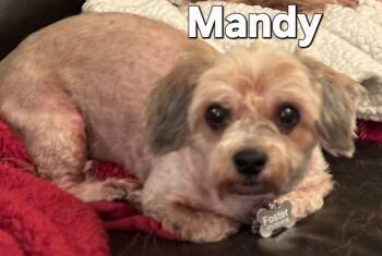 Shih Tzu Dogs Available for Adoption - Mandy | PetCurious