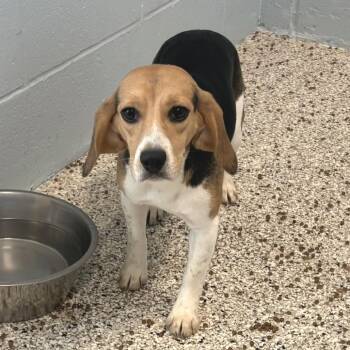 Lady Lemon 3702/1883 -  Beagle Dog for Adoption in Loxahatchee Groves, Florida - Lady Lemon 3702/1883 | PetCurious
