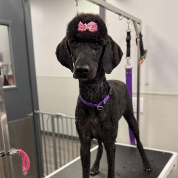 Shannon -  Poodle Dog for Adoption in Wake Forest, North Carolina - Shannon | PetCurious