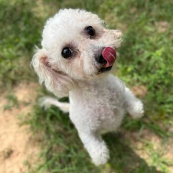 Poodle and Mixed Breed Dogs Available for Adoption in Houston, Texas - Darlene | PetCurious