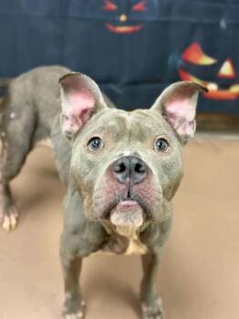 Ravine -  Pit Bull Terrier Dog for Adoption in Chicago, Illinois - Ravine | PetCurious