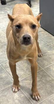 Hound and Pit Bull Terrier Dogs Available for Adoption in Rustburg, Virginia - Aurora - At Shelter Available 6/6 | PetCurious