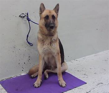PONY BOY -  German Shepherd Dog and Mixed Breed Dog for Adoption in Houston, Texas - PONY BOY | PetCurious