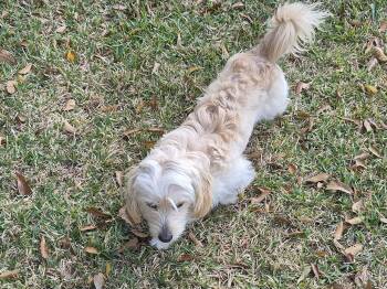 Dachshund and Maltese Dogs Available for Adoption - Simon | PetCurious