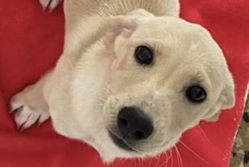 Mixed Breed Dogs Available for Adoption - Milton | PetCurious