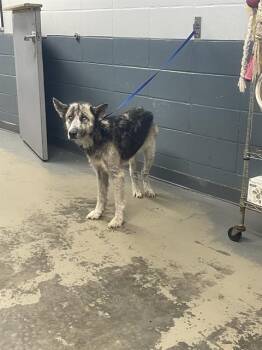 WHITE PAW -  Husky and German Shepherd Dog Dog for Adoption in Tallahassee, Florida - WHITE PAW | PetCurious