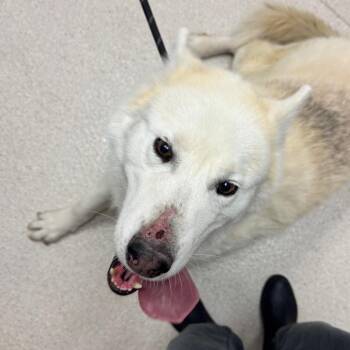 Angel -  Siberian Husky Dog for Adoption in Murray, Utah - Angel | PetCurious