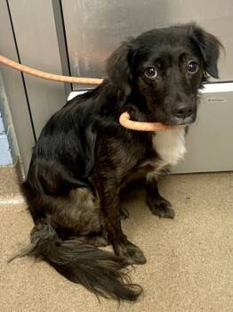 Rescue Mixed Breed Dogs for Adoption in Chamblee, Georgia - Star | PetCurious