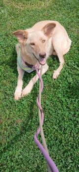 Dutchess -  Mixed Breed Dog for Adoption in Taycheedah, Wisconsin - Dutchess | PetCurious