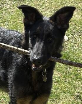 Rescue German Shepherd Dog Dogs for Adoption in Latham, New York - MAC | PetCurious