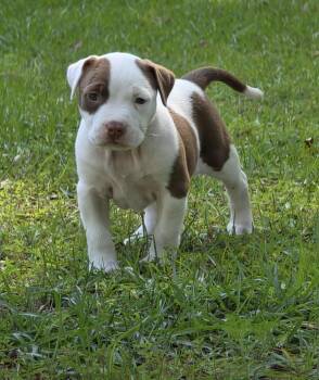 Pit Bull Terrier Dogs Available for Adoption in Semmes, Alabama - Violet  | PetCurious