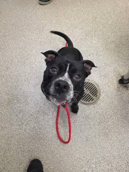 Brantley -  American Bulldog and Mixed Breed Dog for Adoption in Disputanta, Virginia - Brantley | PetCurious