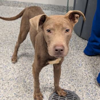 Norwich -  Mixed Breed Dog for Adoption in Greenville, South Carolina - Norwich | PetCurious