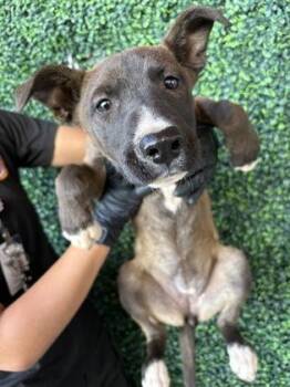 Mixed Breed Dogs Available for Adoption in El Paso, Texas - 60911645 | PetCurious