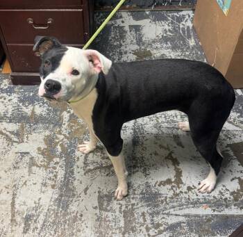 Macy #200 -  Pit Bull Terrier Dog for Adoption in New Lexington, Ohio - Macy #200 | PetCurious