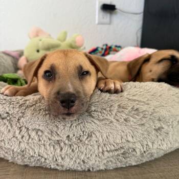 Catahoula Leopard Dog and Shepherd Dogs Available for Adoption - Rob | PetCurious