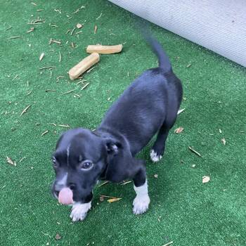 Biscuit -  Beagle and Pug Dog for Adoption in Escondido, California - Biscuit | PetCurious