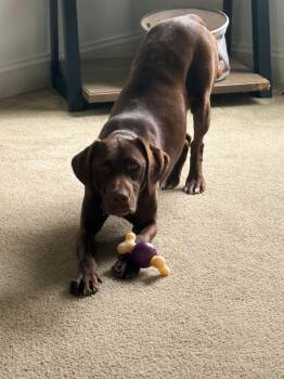 Hollow -  Chocolate Labrador Retriever and German Shorthaired Pointer Dog for Adoption in Warrington, Pennsylvania - Hollow | PetCurious