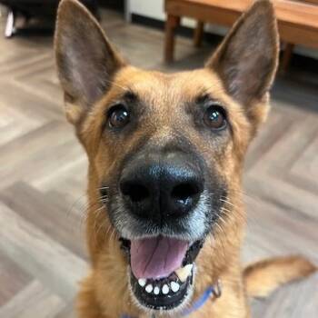 Rescue German Shepherd Dog Dogs for Adoption in Lavon, Texas - Swayze | PetCurious