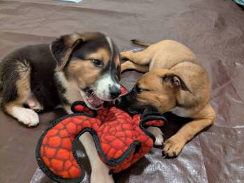 SCARLETT -  Shepherd Dog for Adoption in Broomfield, Colorado - SCARLETT | PetCurious