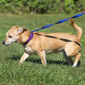 Nala -  Chihuahua and Mixed Breed Dog for Adoption in South Elgin, Illinois - Nala | PetCurious