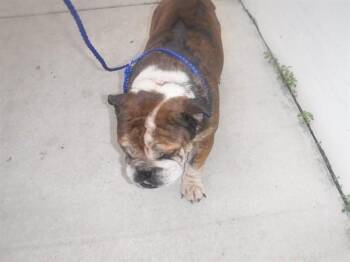 LUKE -  English Bulldog and Mixed Breed Dog for Adoption in Doral, Florida - LUKE | PetCurious
