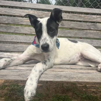 Dottie/Birdie -  Terrier and Mixed Breed Dog for Adoption in Palestine, Texas - Dottie/Birdie | PetCurious