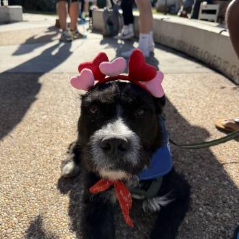 Schnauzer and Terrier Dogs Available for Adoption - Sullivan | PetCurious