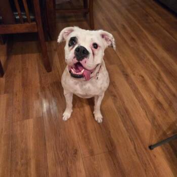 Dot -  Boxer Dog for Adoption in Woodinville, Washington - Dot | PetCurious