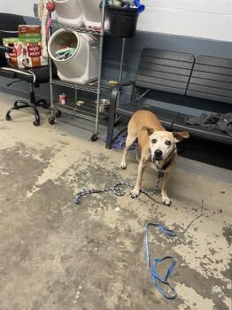 LADY -  Black Mouth Cur and Mixed Breed Dog for Adoption in Tallahassee, Florida - LADY | PetCurious