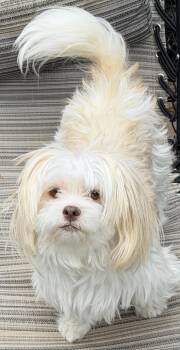 Nina -  Shih Tzu Dog for Adoption in Beaverton, Oregon - Nina | PetCurious