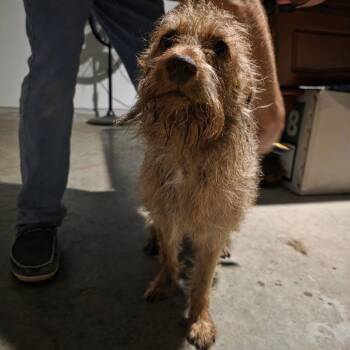 Poodle Dogs Available for Adoption in Allen, Texas - Thay | PetCurious