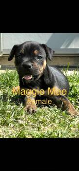 Mixed Breed Dogs Available for Adoption in Harrodsburg, Kentucky - Maggie | PetCurious