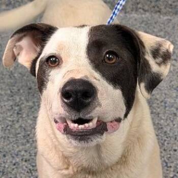 Jenny -  American Staffordshire Terrier Dog for Adoption in Greenville, South Carolina - Jenny | PetCurious